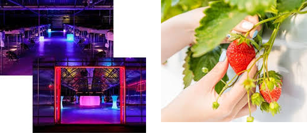 いちご狩りの様子